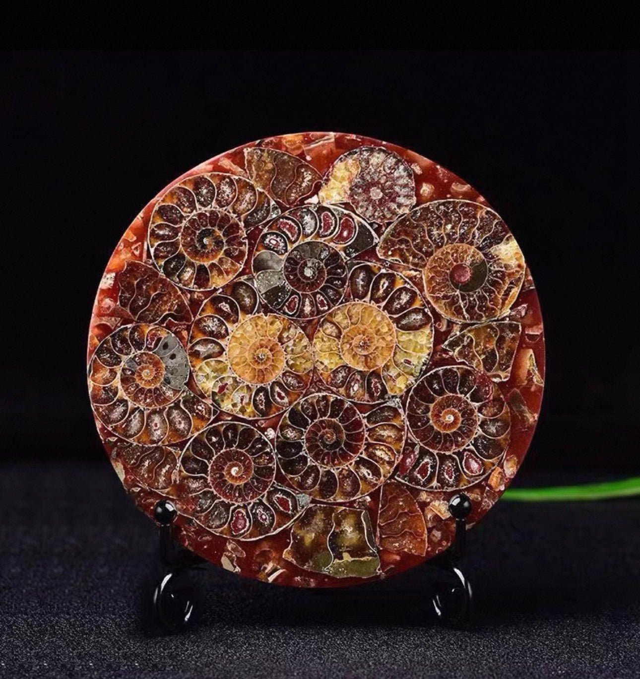 Ancient Madagascar Ammonite Fossil Cross Section Geological Art