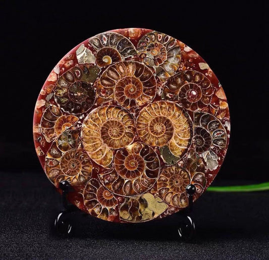 Ancient Madagascar Ammonite Fossil Cross Section Geological Art